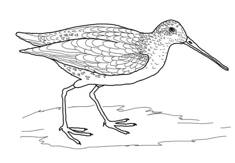 Snipe Bird Coloring Page